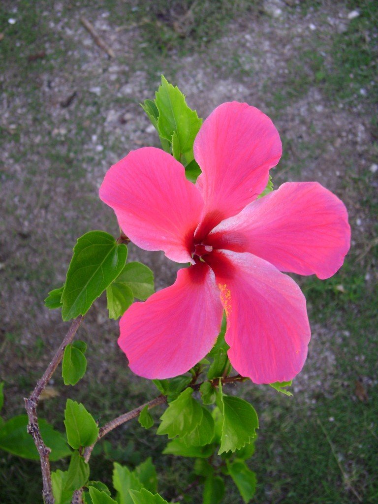 Bright pink flower