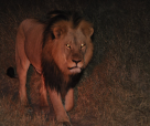Hwange Lion
