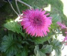 Ja flowers3