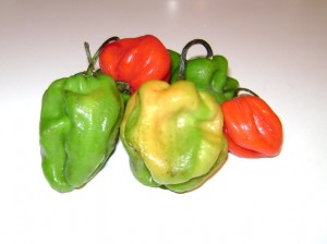 Scotch Bonnet, maynefoto Scotch Bonnet peppers - Maynefoto