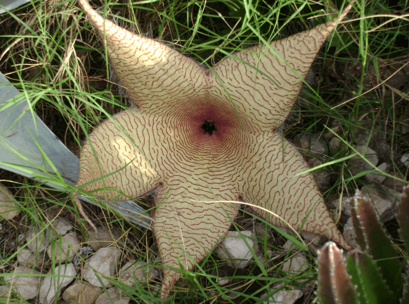 Open Carrion Plant