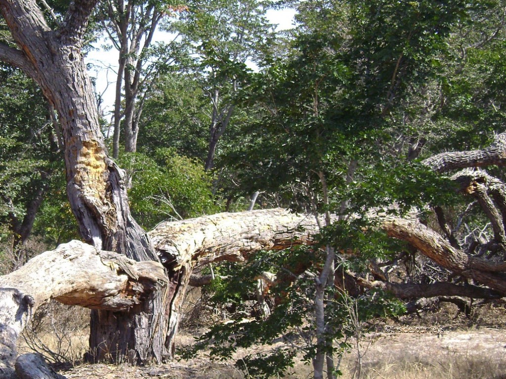 Broken tree detail