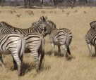 Zebras and impalas
