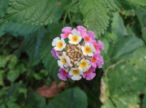 Unknown flower