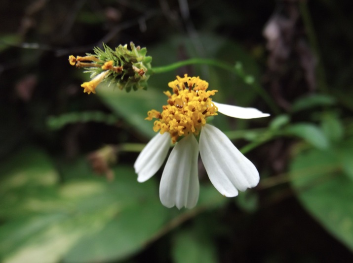 wildflowers-of-jamaica-spanish-needle-insidejourneys