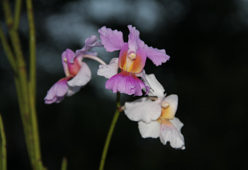 TPT Orchid5 Jamaican Orchid