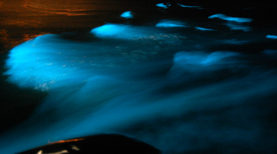 Screen shot 2012-02-29 at 12.41.39 AM Glistening Waters Luminous Lagoon, photo via the Internet from glisteningwaters.com