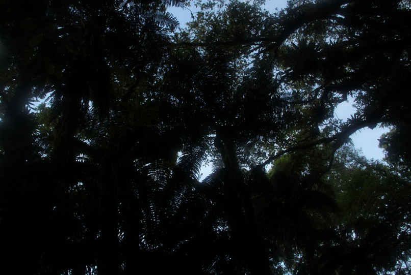 A leafy canopy over the Blue Mountain trail Hiking Jamaica's Blue Mountain