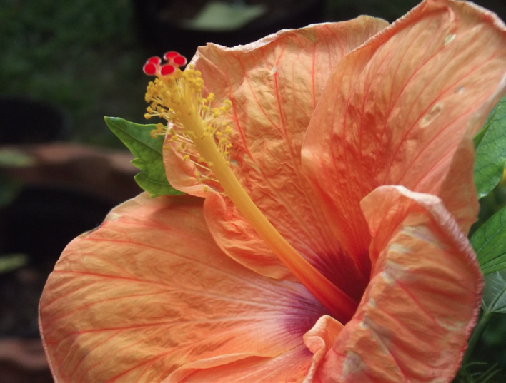 Screen shot 2012-05-08 at 6.28.56 PM Hibiscus