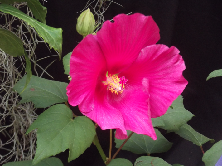Screen shot 2012-05-08 at 6.30.20 PM Hibiscus
