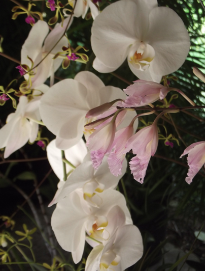 Screen shot 2012-05-08 at 6.41.39 PM Orchid