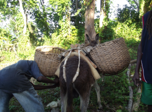 Saddling the donkey to leave