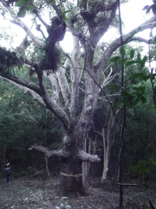 The largest mango tree I've ever seen