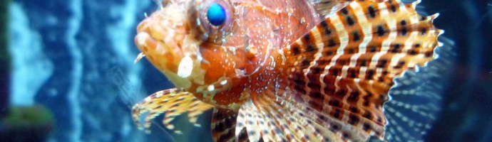Lionfish