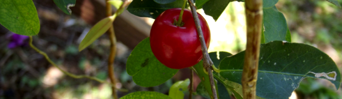 Jamaican Cherry