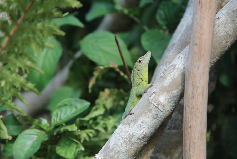 Lizard on a tree Garden lizard at Ahhh....Ras Natango Garden