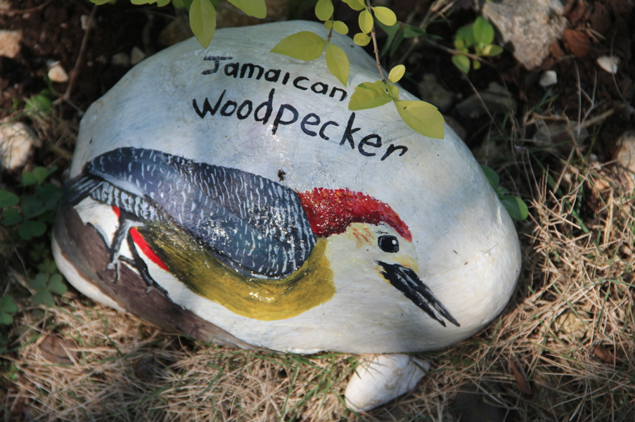 Jamaican Woodpecker painted on a rock Jamaican Woodpecker rock painting at Ahhh...Ras Natango Garden