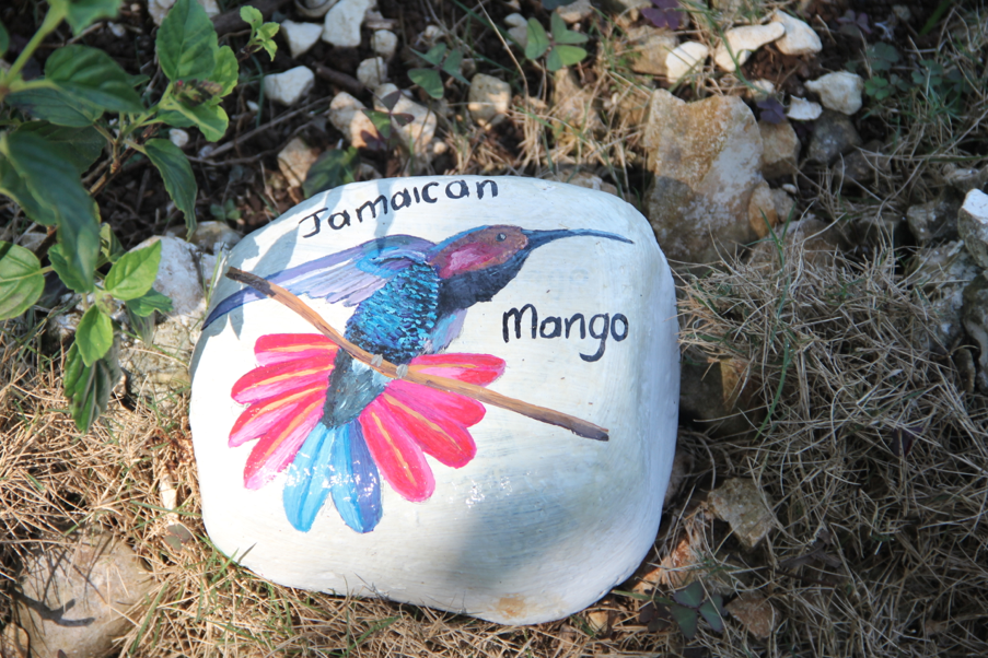 Rock painting of a Jamaican Mango Jamaican Mango bird painting Ahhh...Ras Natango Garden