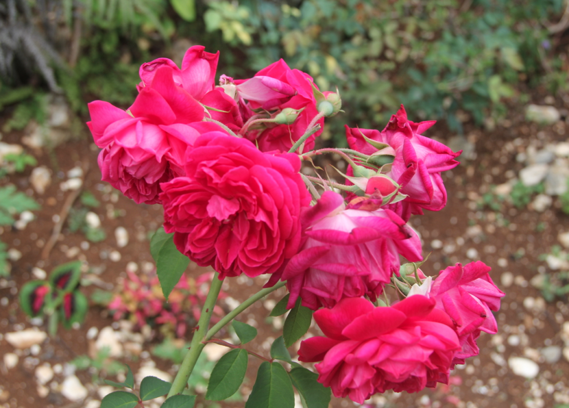 Red roses Red multi-bloom roses at Ahh....Ras Natango Gallery and Garden