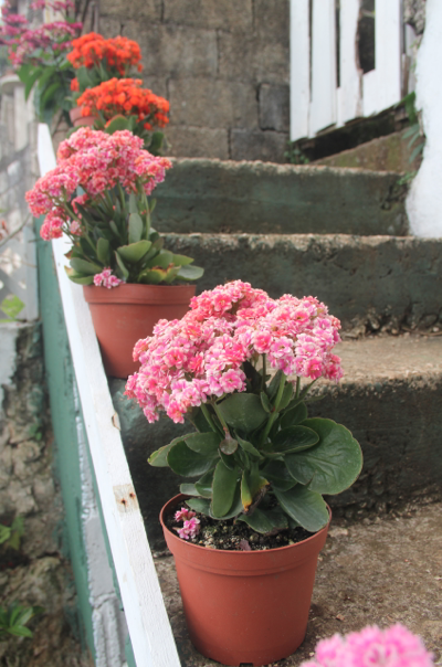 Pink and Orange flowers on the steps Flowers on the steps at Ahhh...Ras Natango Gallery and Garden