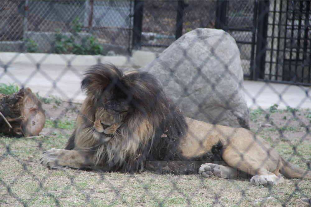 Lucas the lion at Hope Zoo