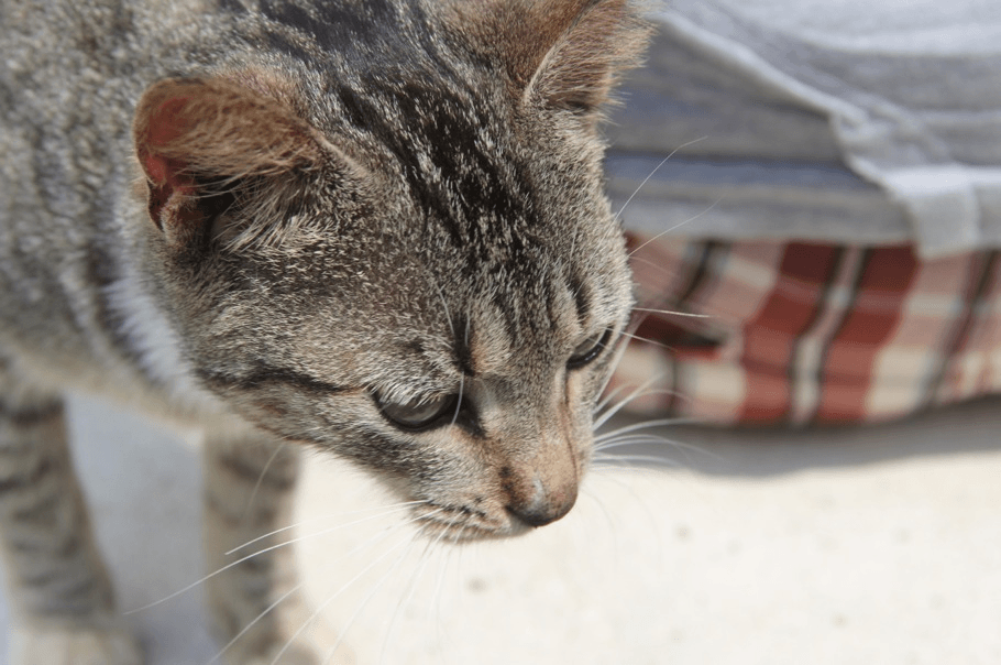 Croydon cat Cat