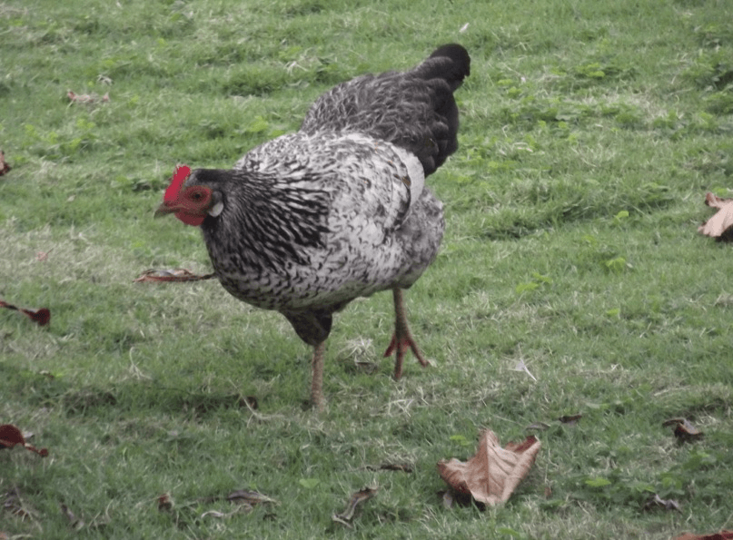 Black and white hen