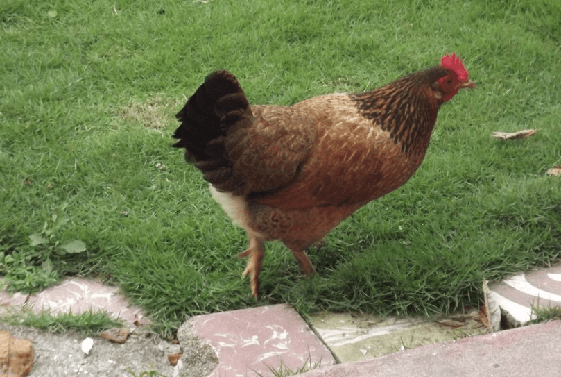 Brown Hen, Boston Bay