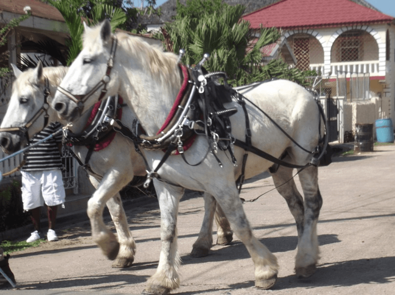 Clydesdales in Falmouth The Animals that Caught My eye