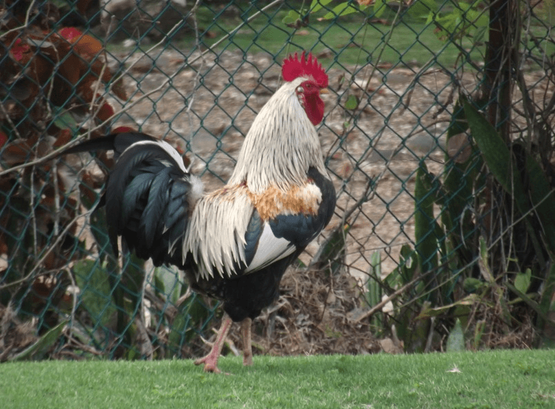 Cock, Boston Bay