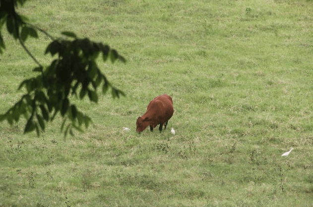 Jamaica Red Poll Cow, YS Falls
