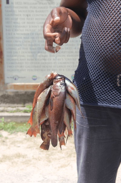 A string of fish, Falmouth Jamaica It's all in the hands