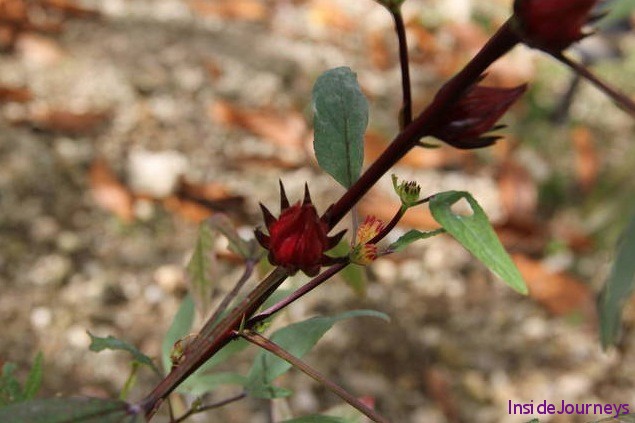 How to Make Sorrel Drink