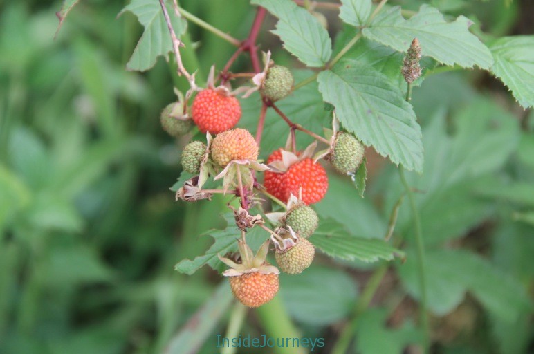 Wild raspberries plant