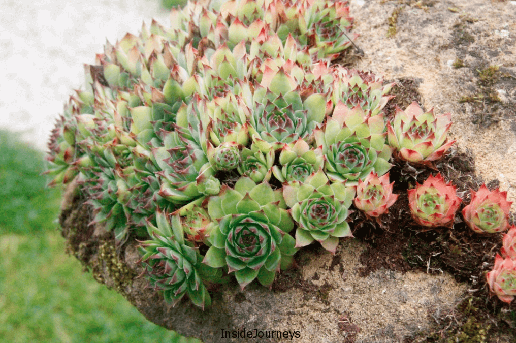 Cotswolds Secret Cottage succulents
