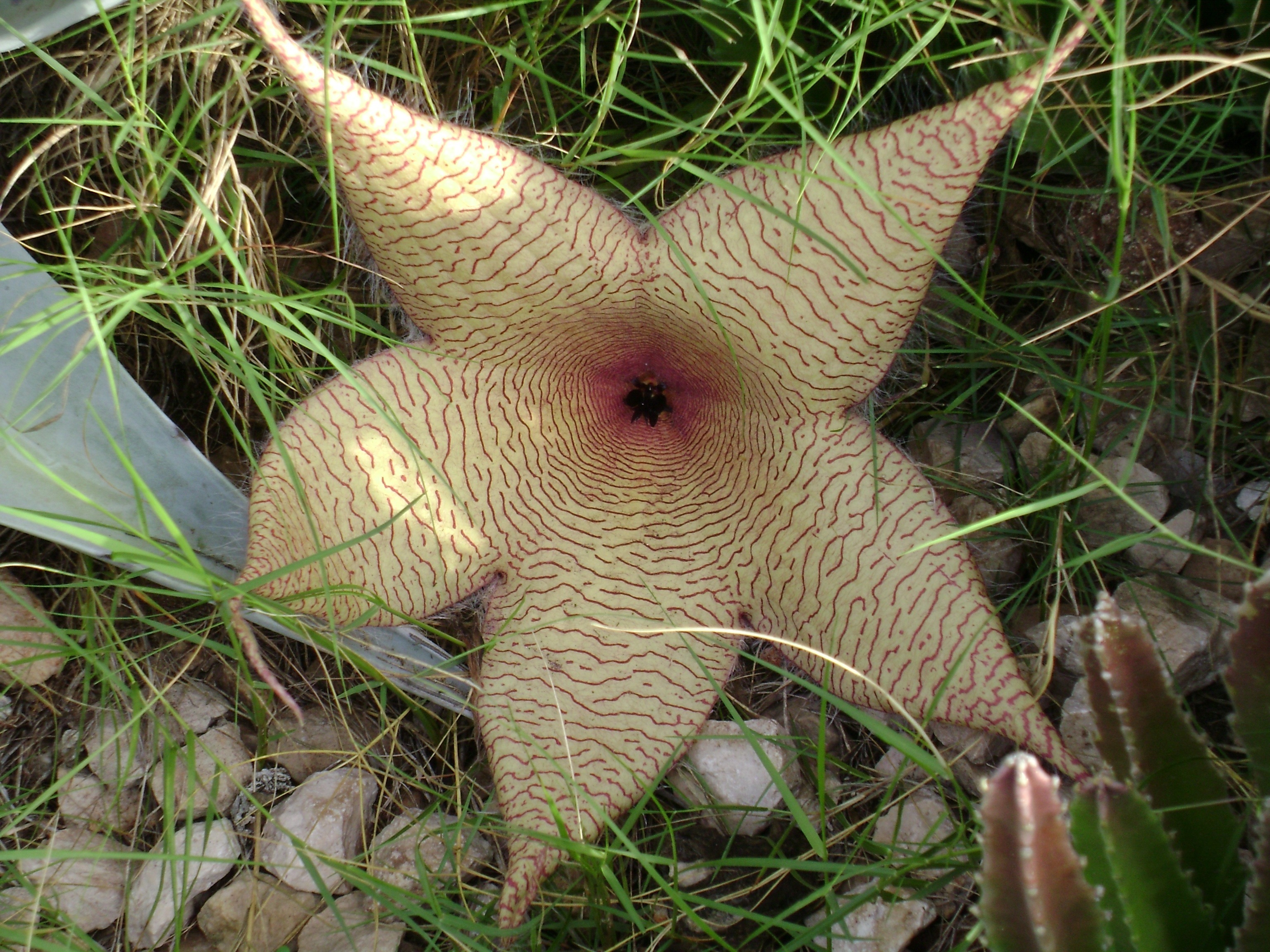 The Smelly Starfish Flower Insidejourneys