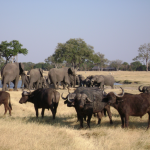 Elephants and Cape Buffalo