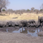 Elephants playing at a watering hole, Hwange National Park