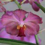 Jamaican Orchid