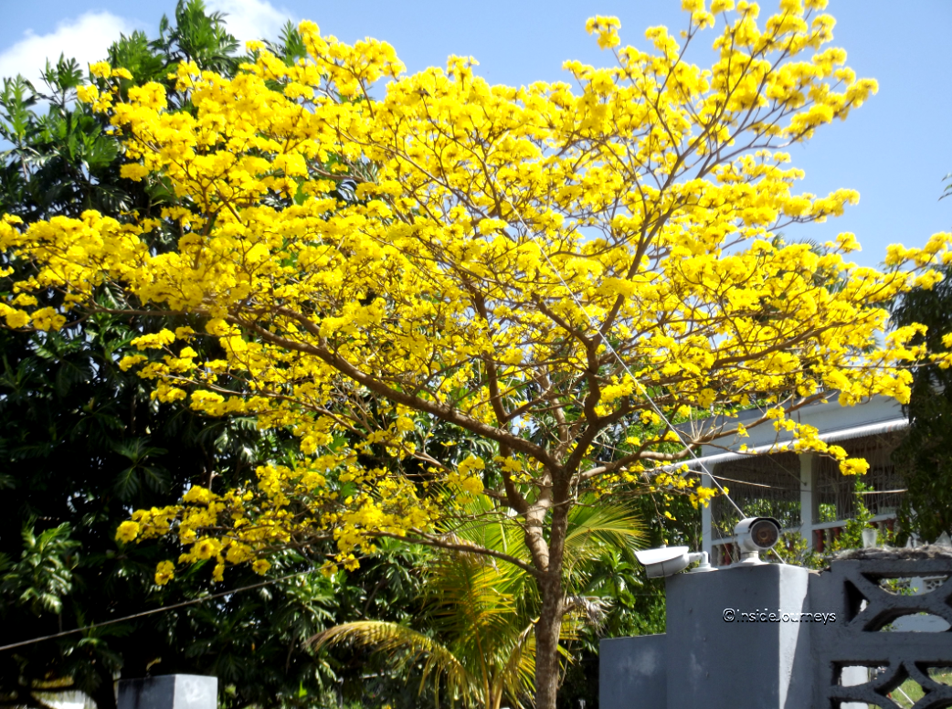 A Jamaican Spring - InsideJourneys
