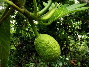 breadfruit jamaica mutiny insidejourneys