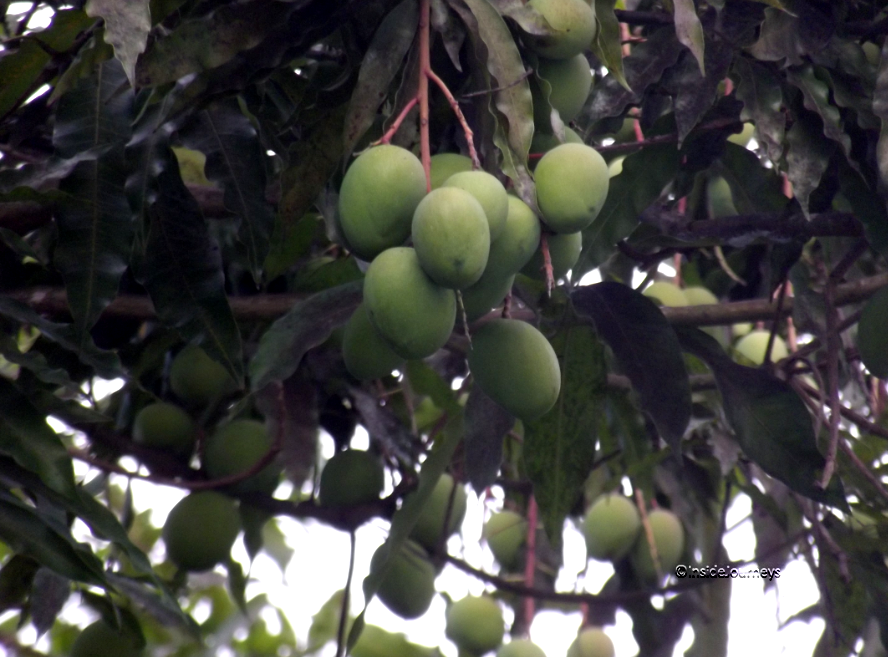 It's Mango Season in Jamaica InsideJourneys