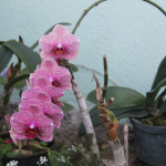Orchid, Ahhh....Ras Natango Garden