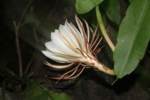 cereus blooms at night by shani mootoo