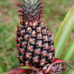 Pineapple with new shoots, Croydon Plantation
