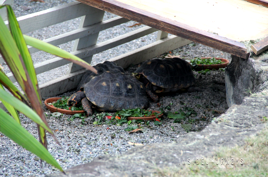 A Few Photos from Hope Zoo Jamaica InsideJourneys