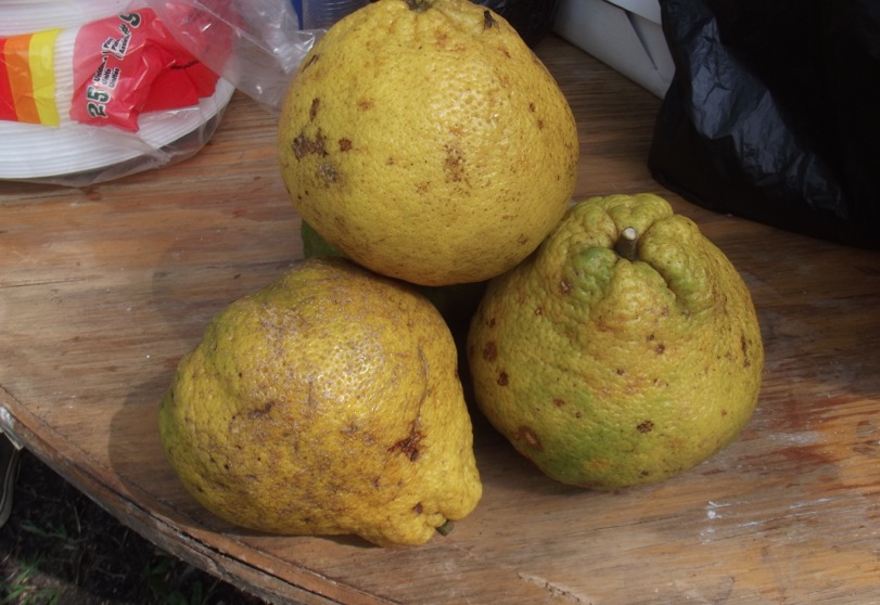 Jamaican Citrus Fruit