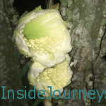 The Short-Lived Night-Blooming Cactus