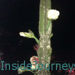 The Short-Lived Night-Blooming Cactus
